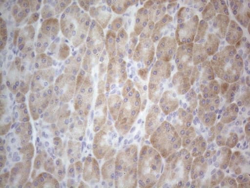 Monoclonal Mouse anti-Human TTC14 Antibody (clone OTI9E11, aa429-770, IHC, WB)