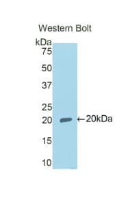 RXFP1/ LGR7 Antibody (aa260-409)