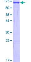 Human SND1 Protein (Recombinant GST)