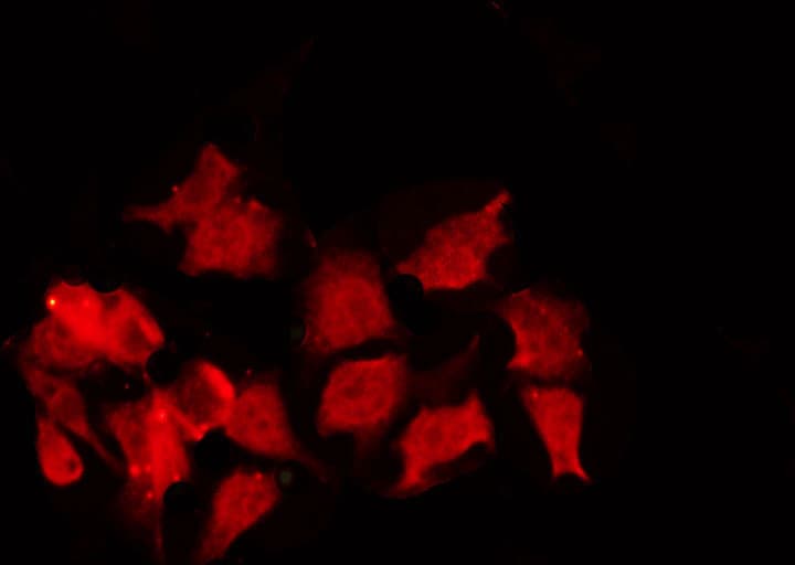 Polyclonal Rabbit anti-Human CCNB1 / Cyclin B1 Antibody (phospho-Ser147, IHC, IF, WB)