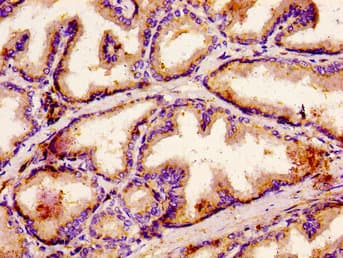 GCP60 / ACBD3 Antibody