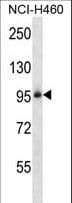 IHC-plus™ Polyclonal Rabbit anti-Human ITGB5 / Integrin Beta 5 Antibody (aa216-244, IHC, WB)