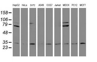 PSMA6 Antibody (clone OTI4C9, Carrier-free)