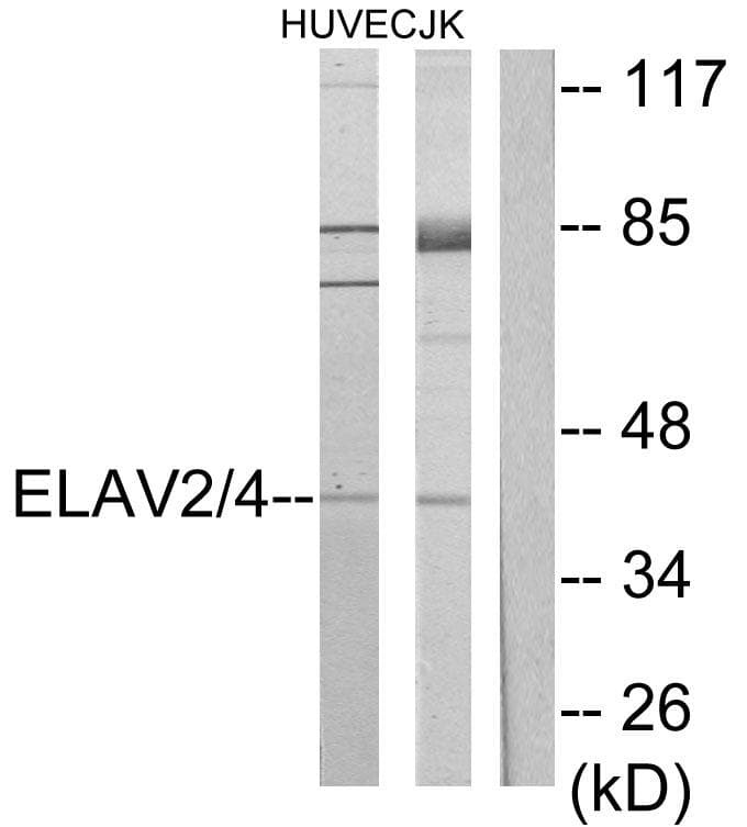 ELAVL4 / HuD Antibody