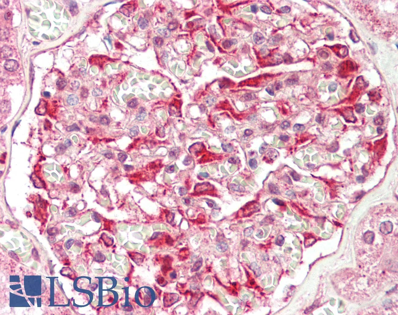 IHC-plus™ ZFYVE21 Antibody