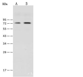 Polyclonal Rabbit anti-Human FXR1 Antibody (IHC, IF, WB)
