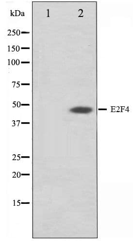 E2F4 Antibody