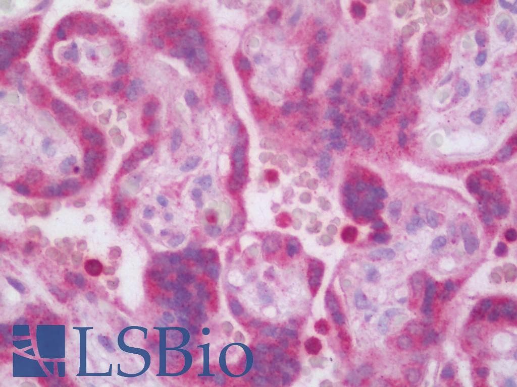 IHC-plus™ PSG9 Antibody (aa108-137)