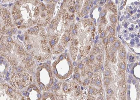 ERG1 / SQLE Antibody