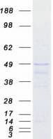 Human DTNBP1 / Dysbindin Protein (Recombinant Myc-DDK (Flag))