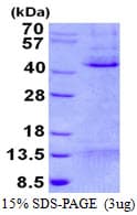 Human MCL1 / MCL 1 Protein (Recombinant His)