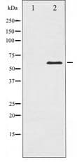 Polyclonal Rabbit anti-Human PAK1 Antibody (IHC, IF, WB)