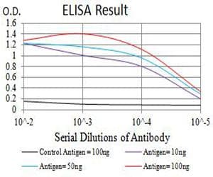 PRKAB2 / AMPK Beta 2 Antibody (clone 7A8C3)