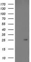 PDF / PLAB Antibody (clone OTI3C12)