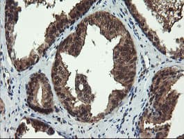 TBCC Antibody (clone OTI4C4)