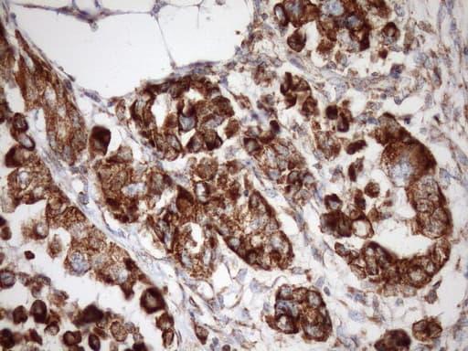 Monoclonal Mouse anti-Human STOML2 Antibody (clone OTI1F5, IHC, WB)