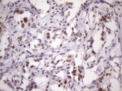 SRSF9 / SFRS9 Antibody (clone OTI5G7)