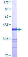 Human AKAP82 / AKAP4 Protein (Recombinant GST, N-terminus)