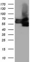BTN1A1 Antibody (clone OTI3A12)