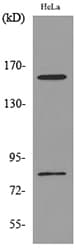 CD163L1 / SCART1 Antibody