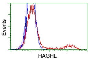 Monoclonal Mouse anti-Human HAGHL Antibody (clone OTI1G8, IF, WB)