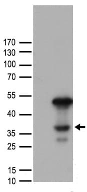 Polyclonal Rabbit anti-Human C/EBP Alpha / CEBPA Antibody (WB)