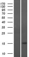 CHCHD10 Protein (Over-Expression Lysate Myc-DDK (Flag))