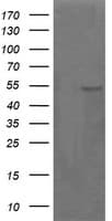 PARVA Antibody (clone OTI2G10)