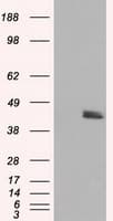 HMRF1L / MTRF1L Antibody (clone OTI1B3, Carrier-free)