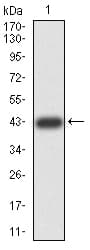 ZFP91 Antibody (clone 8C3D5)