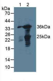 GAL4 / Galectin 4 Antibody (aa1-326)