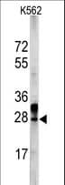 ERAS Antibody (aa13-42)