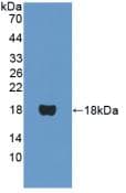 PPARA / PPAR Alpha Antibody (aa61-170, Cy3)