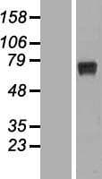 RPUSD2 Protein (Over-Expression Lysate Myc-DDK (Flag))