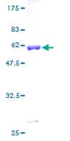 Human STX11 / Syntaxin 11 Protein (Recombinant GST)