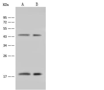 GABARAP Antibody (Preservative Free)