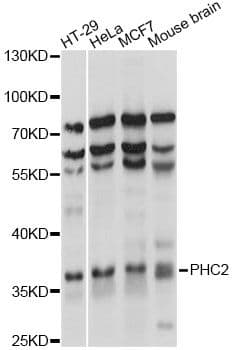 HPH2 / PHC2 Antibody