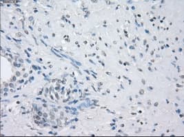 LTA4H / LTA4 Antibody (clone OTI2A9)