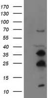 SSX1 Antibody (clone OTI2E9, Carrier-free)