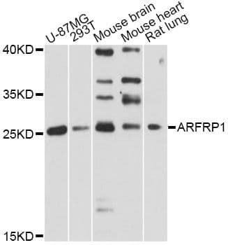 ARFRP1 Antibody