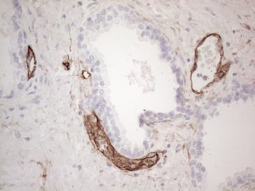CD34 Antibody (aa312-385, clone OTI11A5)