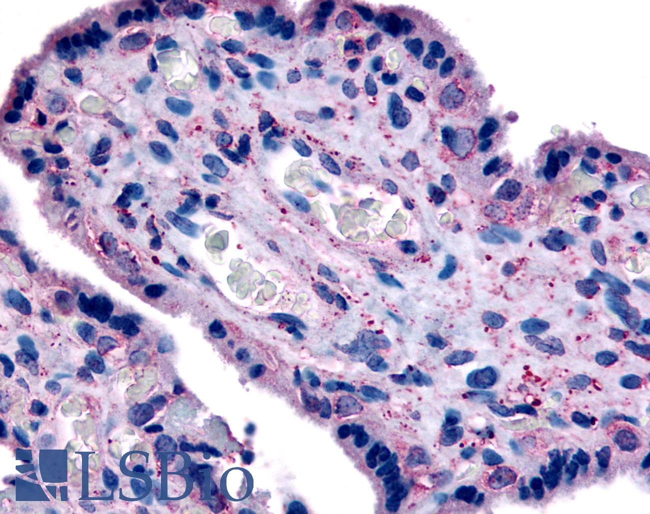 IHC-plus™ SLC7A5 / CD98 Light Chain Antibody (N-Terminus)