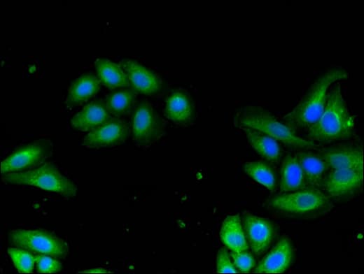 DRG1 / NEDD3 Antibody