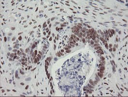 TLE1 / TLE 1 Antibody (aa180-460, clone OTI1F5)