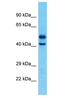 Polyclonal Rabbit anti-Human NR1I2 / PXR Antibody (aa26-75, WB)
