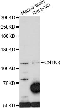 CNTN3 / Contactin 3 Antibody