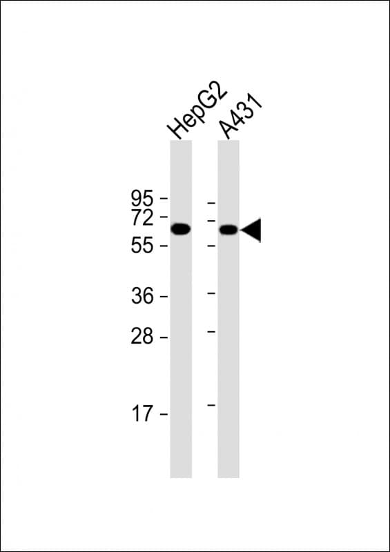 TERF2IP / RAP1 Antibody (clone 1664CT520.25.66)