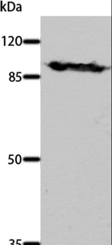 DNM1 / Dynamin Antibody