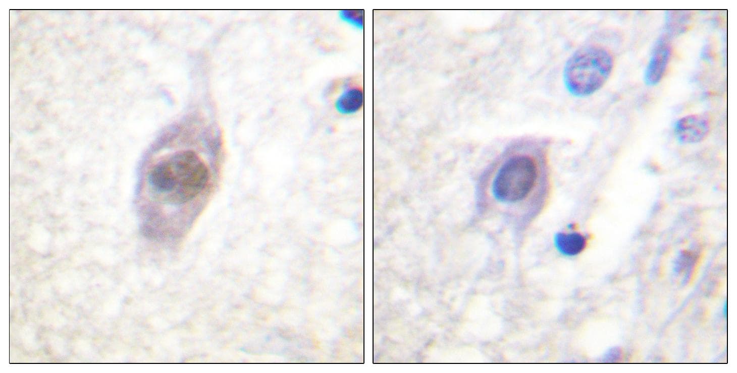 APC Antibody (Ab-2054)