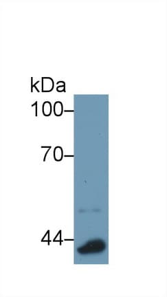 APOA4 Antibody (aa299-369)